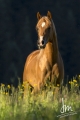 Al-Qahira Bild