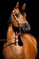 Al-Qahira Bild