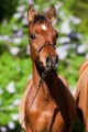 Al-Qahira Bild