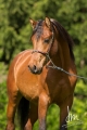 Al-Qahira Bild