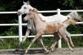 Al-Qahira Bild