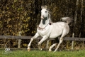 Al-Qahira Bild