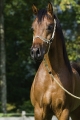 Al-Qahira Bild