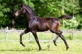 Al-Qahira Bild
