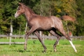 Al-Qahira Bild