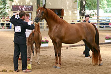 Cimarron Qahira