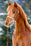 Cimarron Qahira