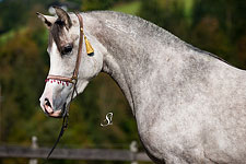 Cimarron Qahira