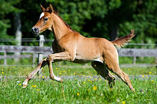 Cimarron Qahira