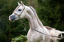 Cimarron Qahira